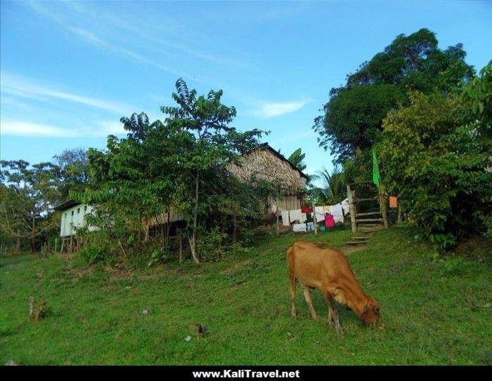 amazons_timucurillo_village_loreto_peru