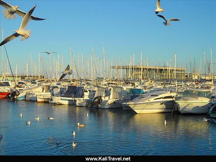 denia_harbour_seagulls_costa_blanca_spain