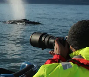 Wildlife expert Niels Thomas taking photos of whales in Iceland.