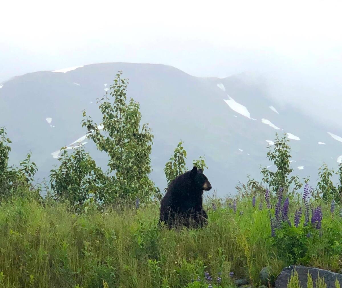 An Alaskan black bear in the countryside is a highlight on a nature lover's itinerary.