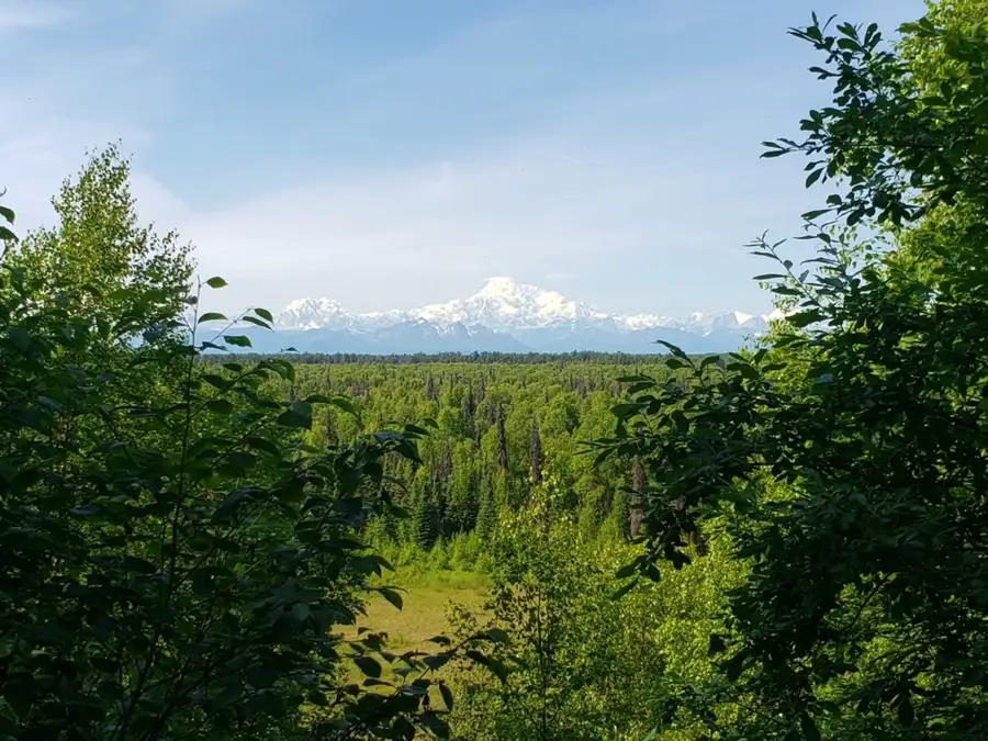 Alaskan pine forest with snowcapped Mount Denali in the background.