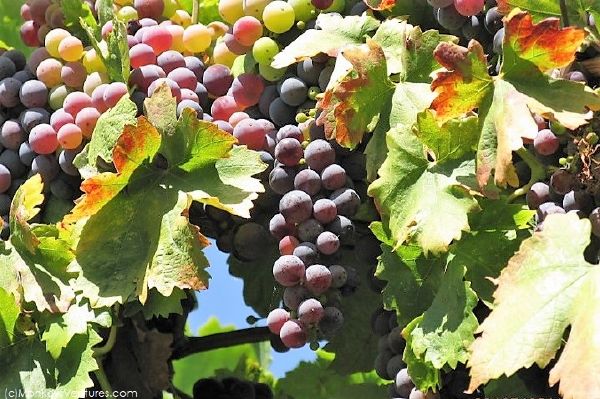 Purple Californian grapes on the vine, San Francisco Bay Area.