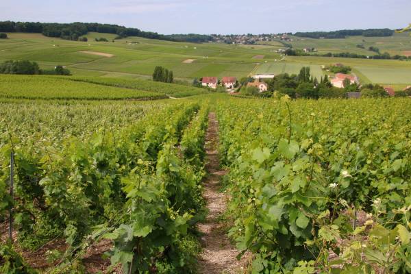 Champagne vineyards in France.