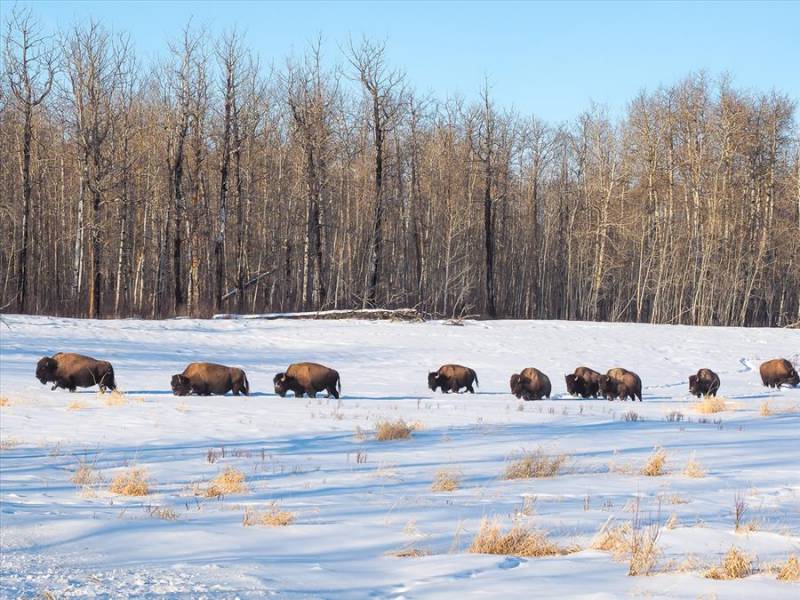 Elks traipsing through the snow at Elk Island in Alberta, Canada.