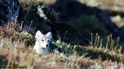 A white Artic fox cub in summertime in the countryside near Ilulissat