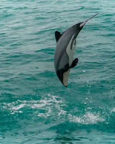 Hectors Dolphin leaping in the ocean.