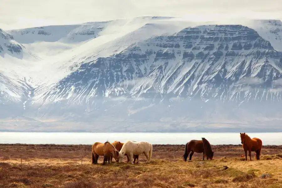 Icelandic horses grazing in front of snowy mountains.