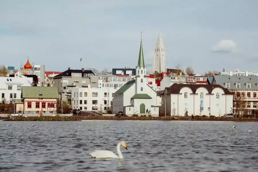 Swan swimming in the sea on front of Reykjavik waterfront.