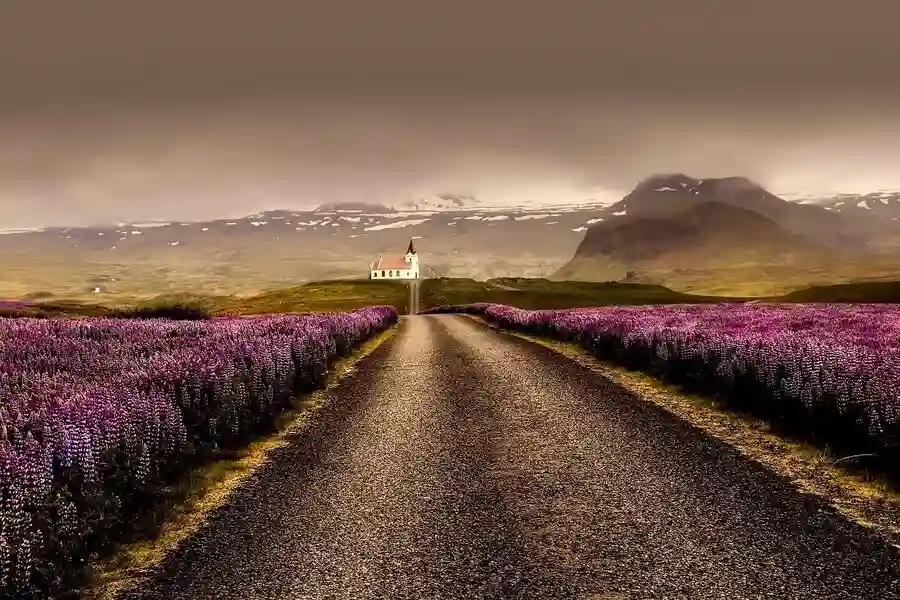 Scenic road through fields of lupins on an Iceland itinerary for nature lovers.