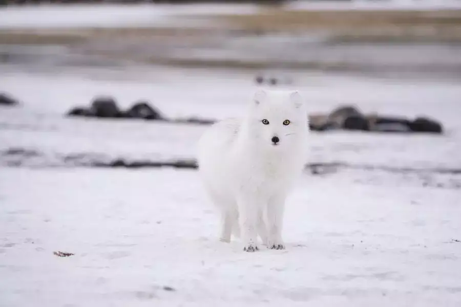 A white Arctic fox in the snow is a beautiful example of wildlife in Iceland.