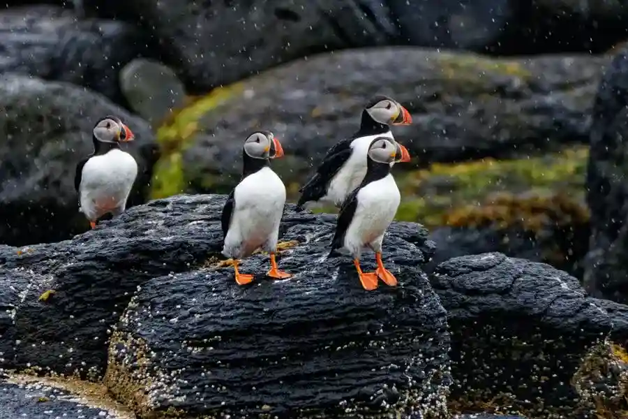 Four puffins standing on volcanic rock.