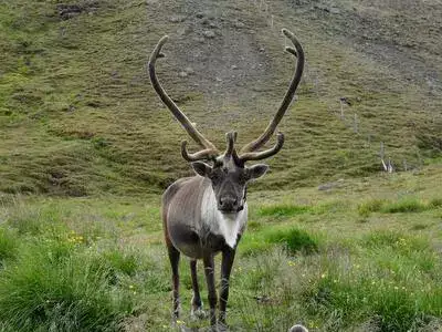 This Icelandic reindeer in the grass will delight nature lovers in Iceland.