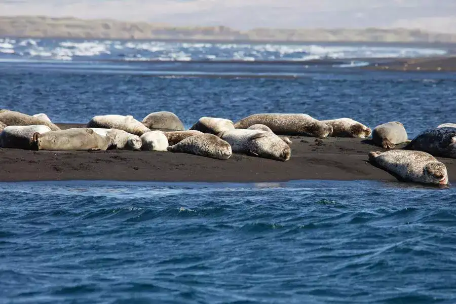 Icelandic seals laing on a black sandbank in the Atlantic Ocean.