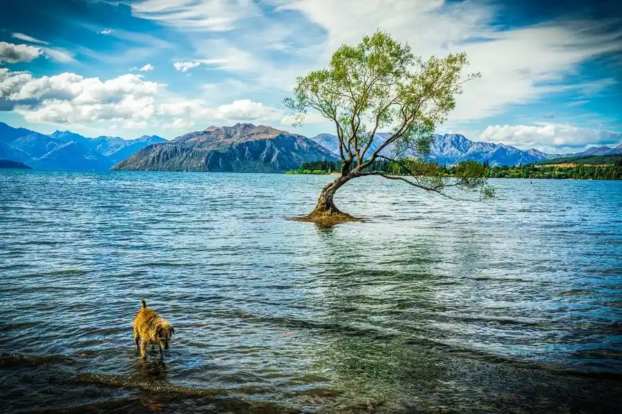 Wanaka tree in the lake with a dog paddling and distant mountains.