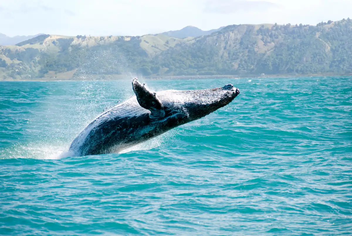 Whale breaching on the sea off the coast of Kaikoura, NZ.