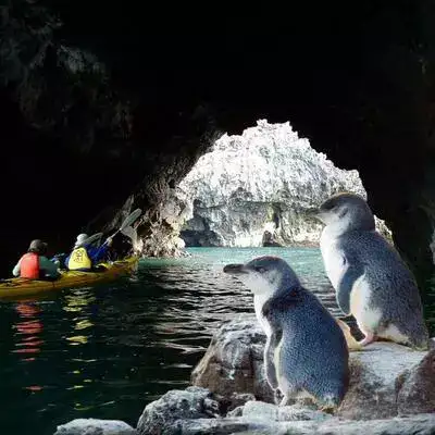 2 little blue penguins on a rock in Akaroa sea cave and tourists on a kayak.