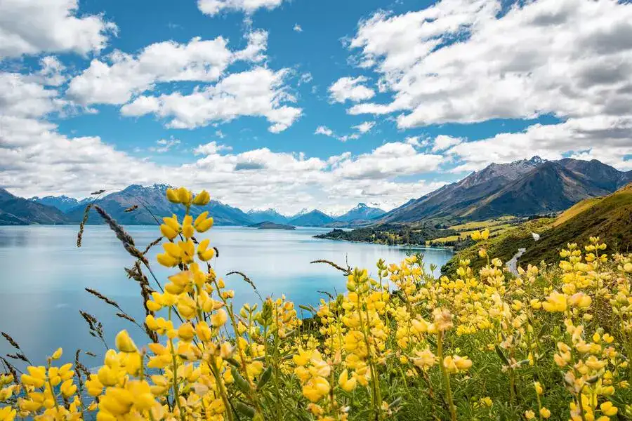 Yellow wildflowers by Glenorchy lake and surrounding mountains.