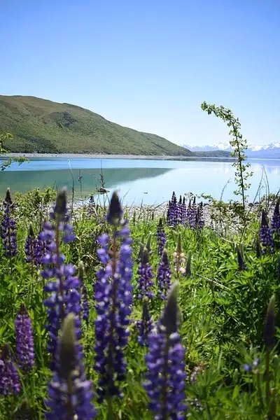 Lupins by Lake Tekapo on South Island NZ.