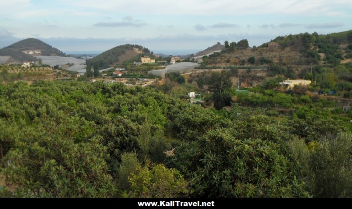 Nispero plantations near Polop de la Marina, Spain.