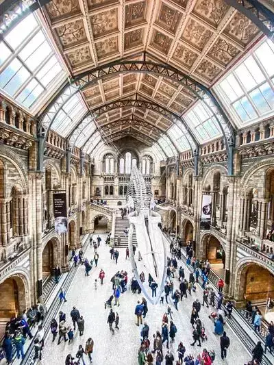 Dinosaur skeleton suspended over the hall of the Natural History Museum.